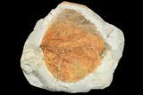 Paleocene Fossil Leaf (Zizyphoides) - Montana #165035-1